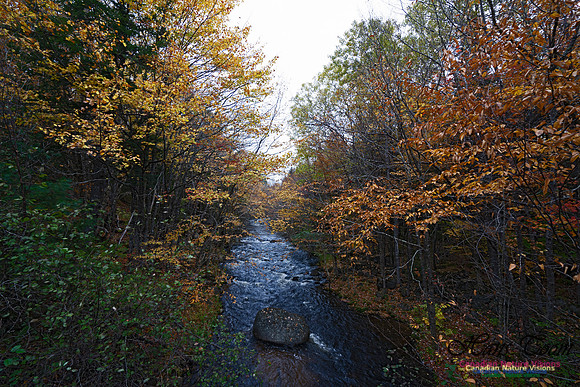 Local Fall Colours 109