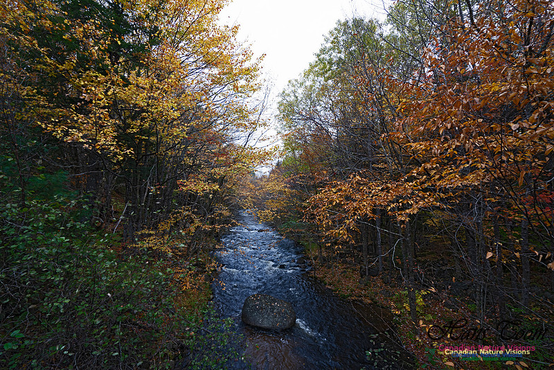 Local Fall Colours 109