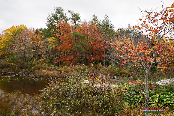 Local Fall Colours 100