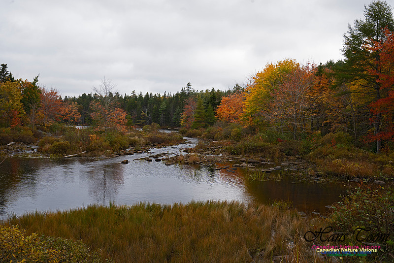 Local Fall Colours 101