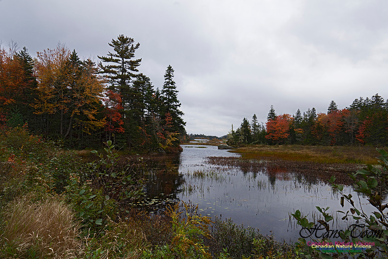 Local Fall Colours 102