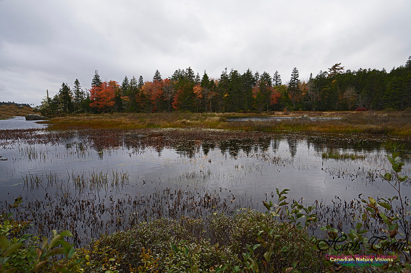 Local Fall Colours 103