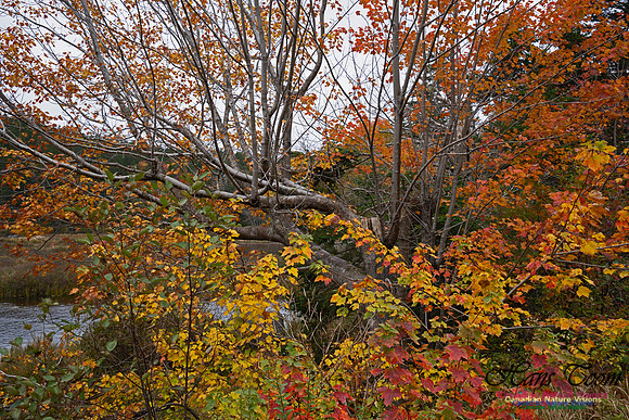 Local Fall Colours 104