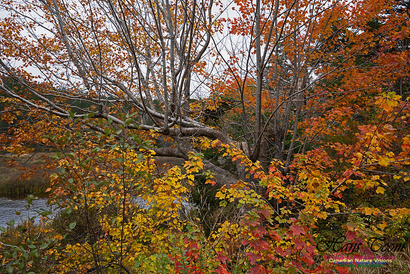 Local Fall Colours 104