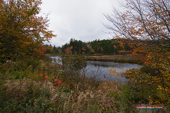 Local Fall Colours 105