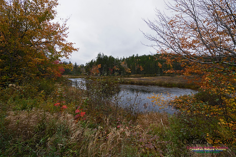 Local Fall Colours 105