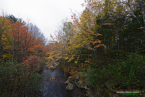 Local Fall Colours 106