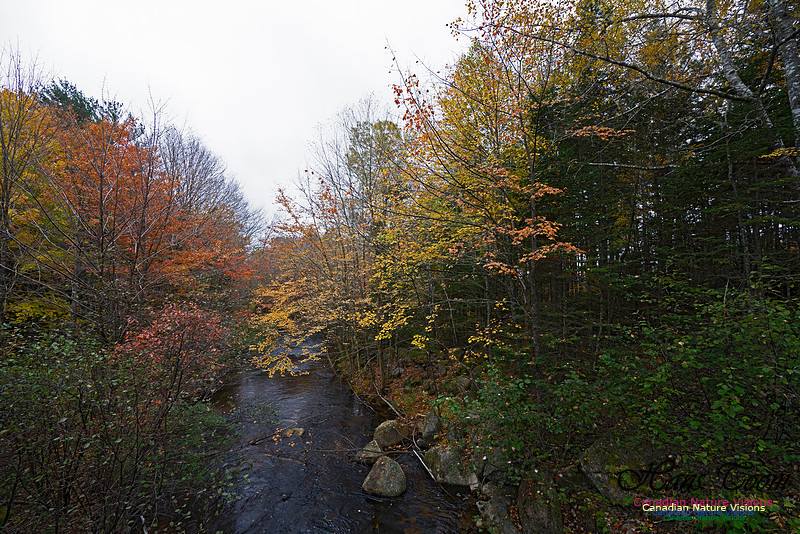 Local Fall Colours 106