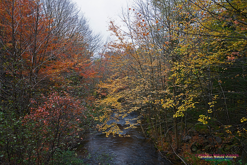 Local Fall Colours 107