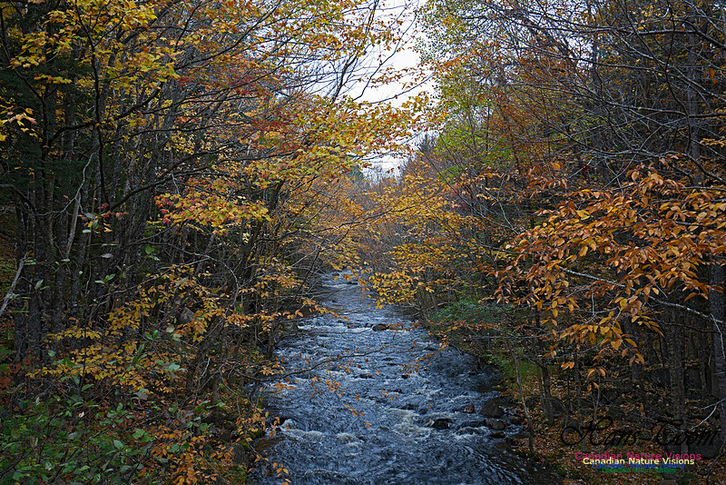 Local Fall Colours 108