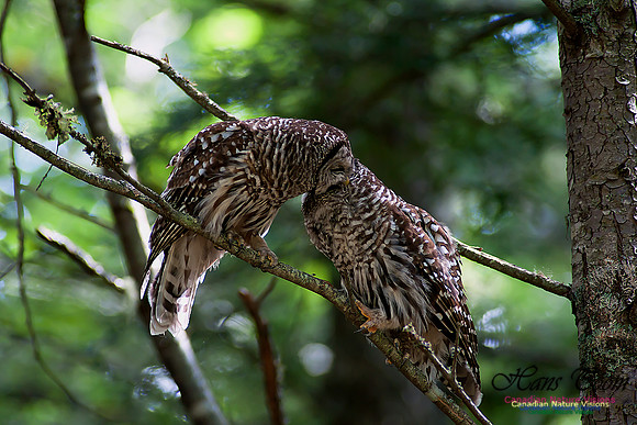 Barred Owl