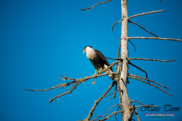 Crested Caracara
