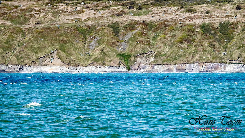 St. Vincent Whales and Gannets 107