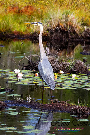 Great Blue Heron 204