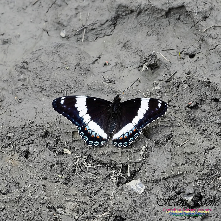 White Admiral 102