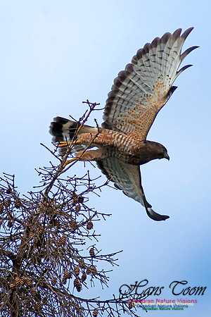 Broad-winged Hawk