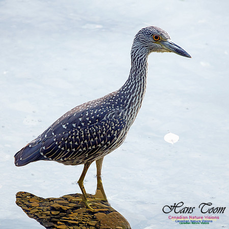 Yellow-crowned Night Heron 16