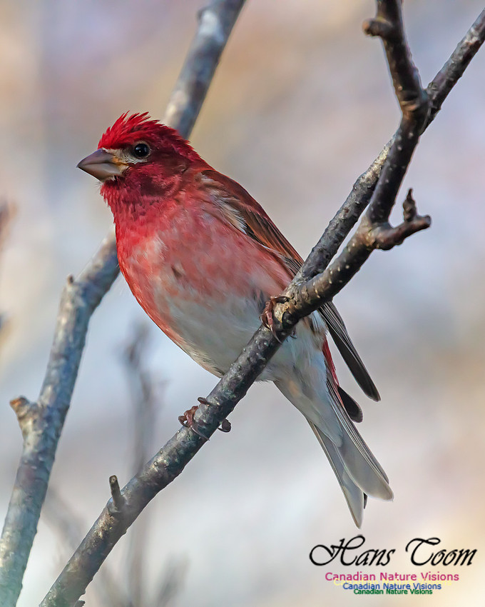 Purple Finch 1