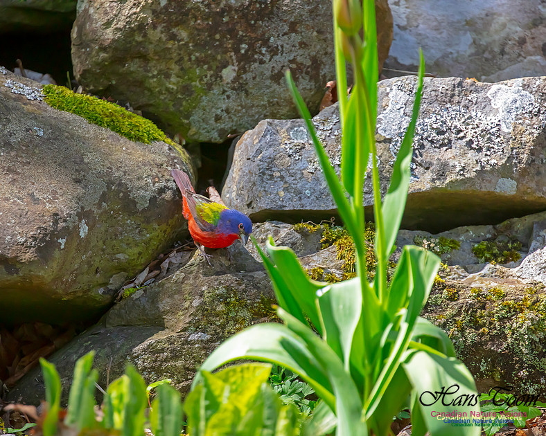 Painted Bunting 11