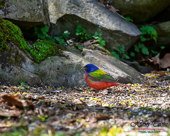 Painted Bunting 1