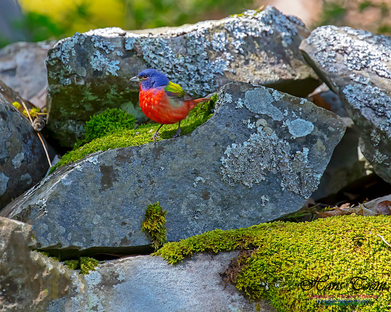 Painted Bunting 13