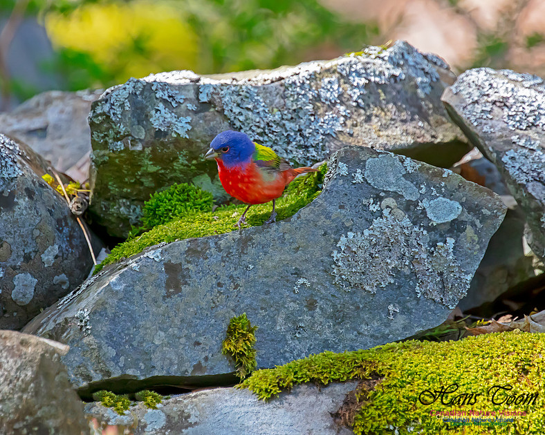 Painted Bunting 12