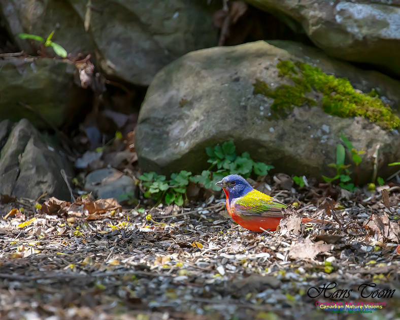 Painted Bunting 10