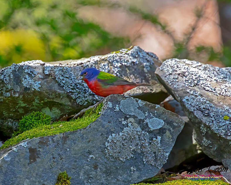 Painted Bunting 14
