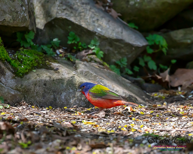 Painted Bunting 2