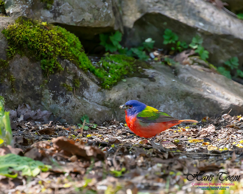 Painted Bunting 3