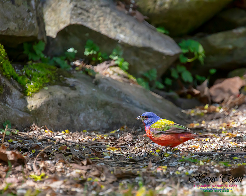 Painted Bunting 4
