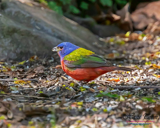 Painted Bunting 5