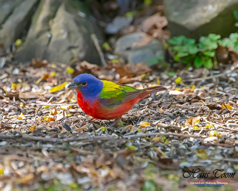 Painted Bunting 6