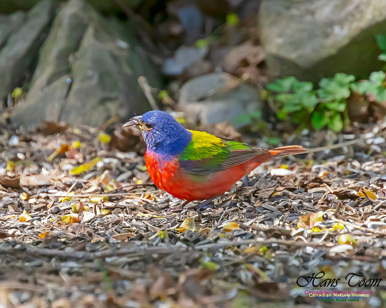 Painted Bunting 7