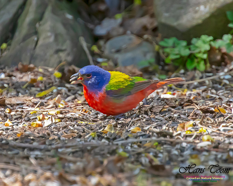 Painted Bunting 8