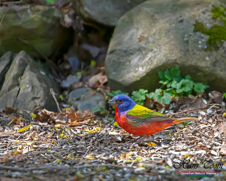 Painted Bunting 9