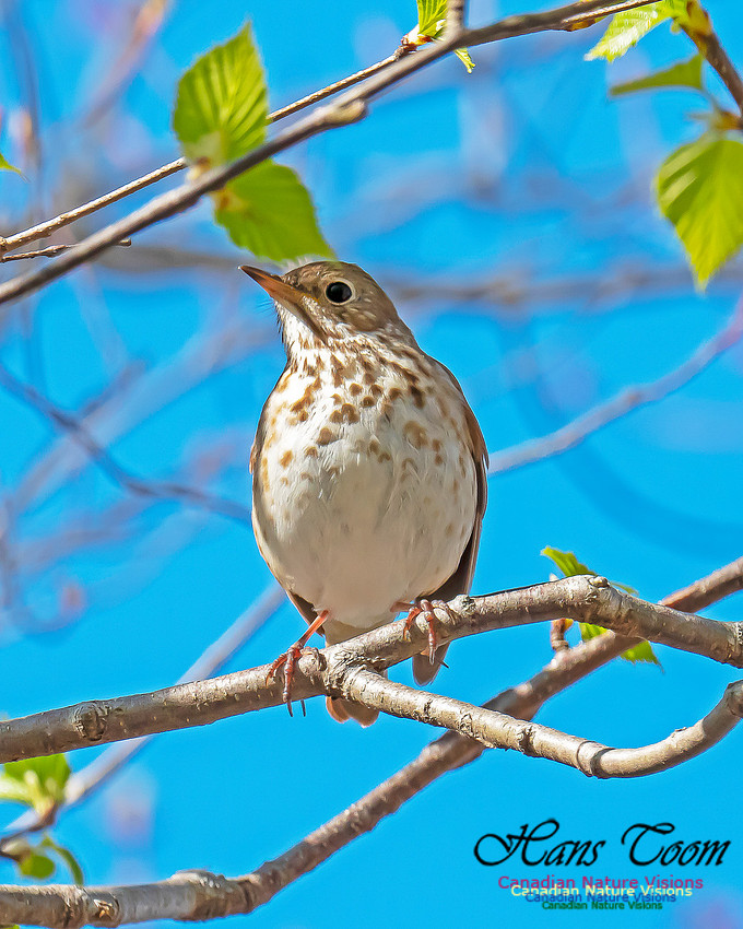 Hermit Thrush 10