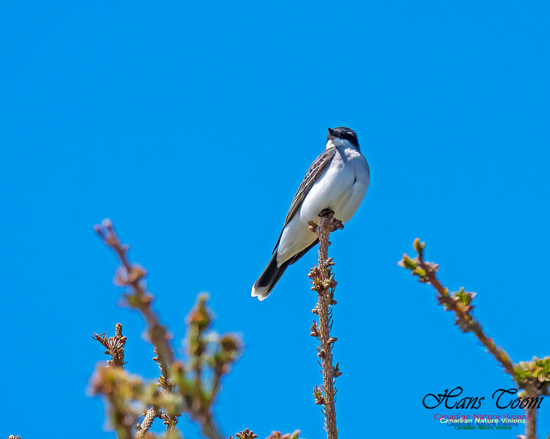 Eastern Kingbird 7