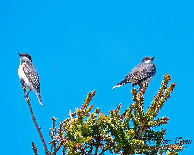 Eastern Kingbird 6