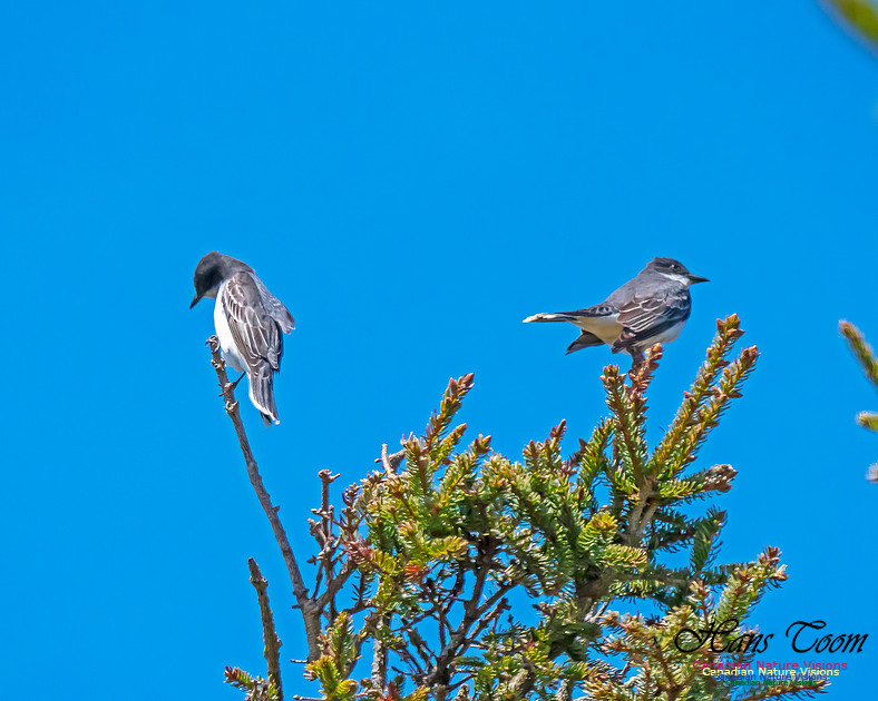 Eastern Kingbird 4