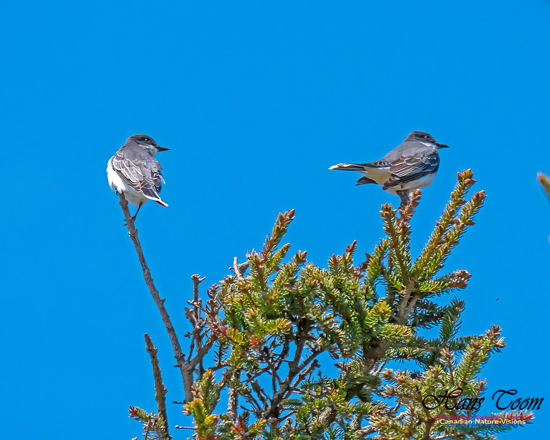 Eastern Kingbird 3