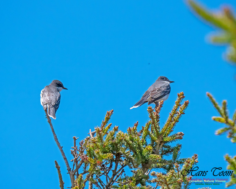 Eastern Kingbird 2
