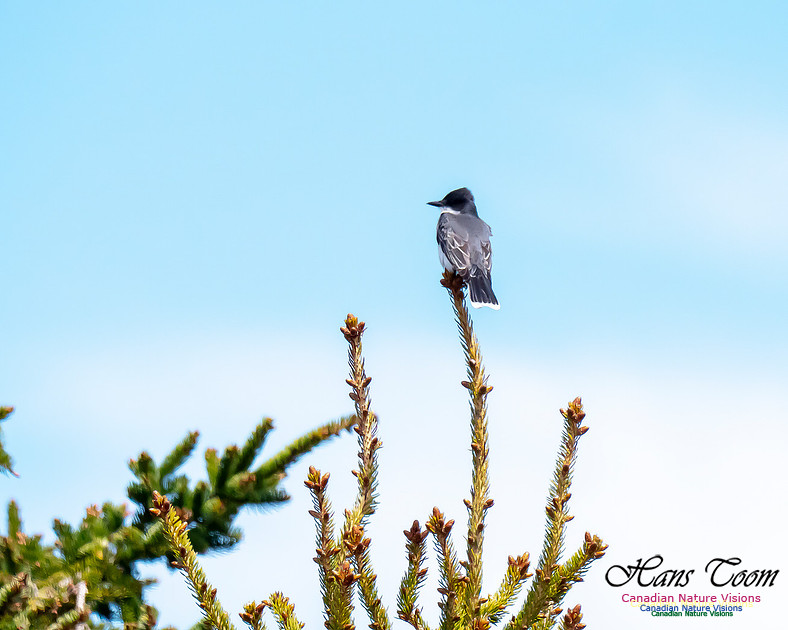 Eastern Kingbird 1