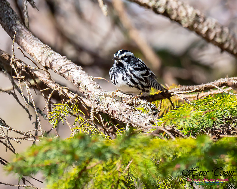 Black-and-White Warbler 2