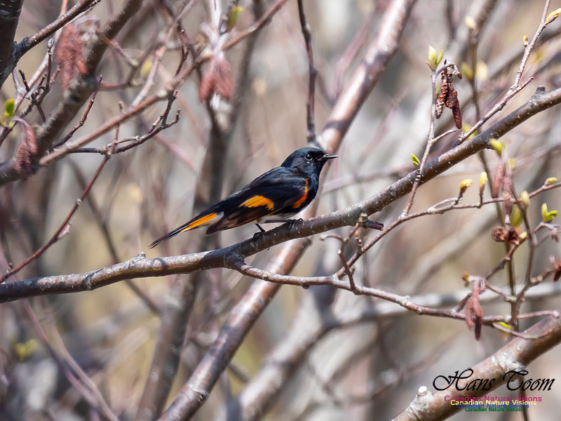 American Redstart 10