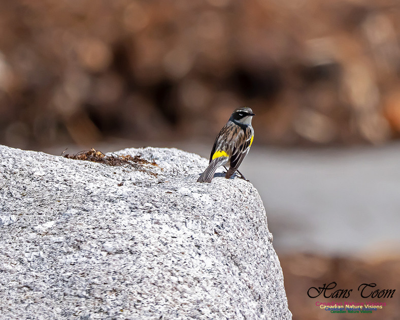 Yellow-rumped Warbler 1