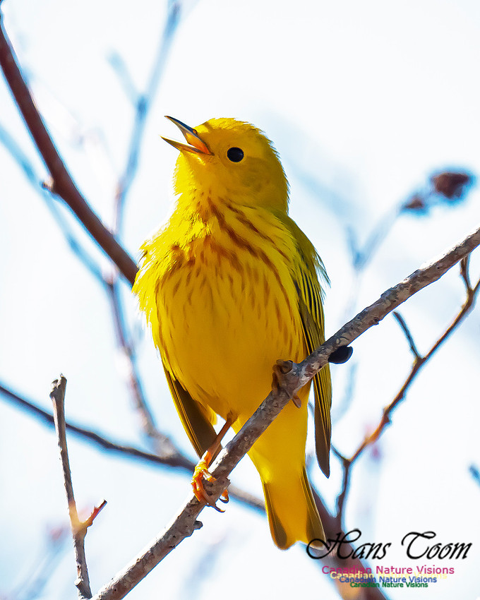 Yellow Warbler 4