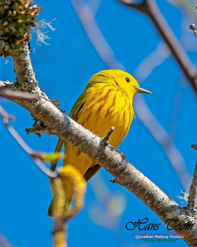 Yellow Warbler 2
