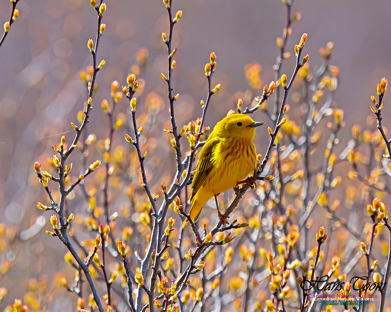 Yellow Warbler 1