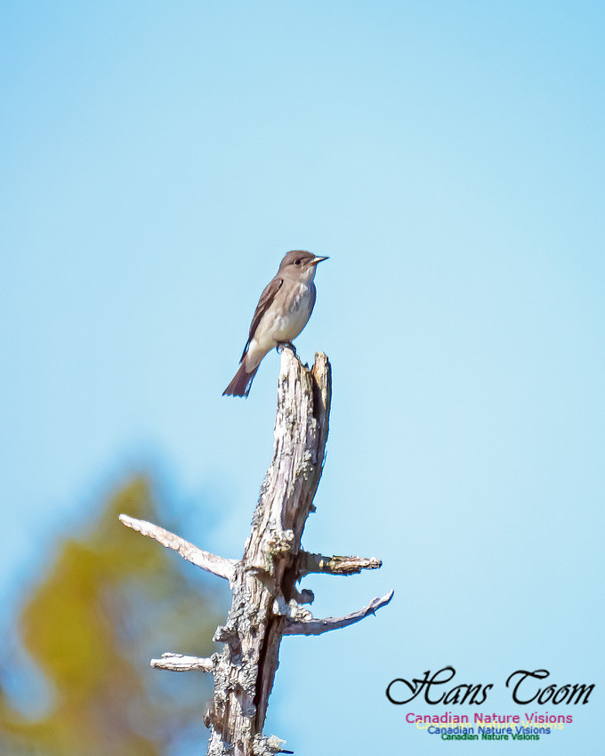 Olive-sided Flycatcher 1